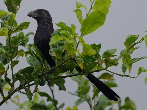 <h3><a href="/trips/costa-rica/biota/animalia/chordata/aves/030 cuculiformes/001 cuculidae/crotophaga sulcirostris/crotophaga sulcirostris-nl.html">Crotophaga&nbsp;sulcirostris</a> / Groove‑billed&nbsp;ani / Groefsnavelani</h3>OM-1 Mark II met OLYMPUS M.150-400mm F4.5 TC, 1/2000 sec  bij F5.6, ISO 1000, afstand 13.3&nbsp;m